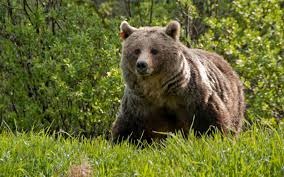 هجوم سه قلاده خرس به باغات بهمئی/کمبود غذا خرس‌ها را به روستاها کشانده است/ مردم مراقب باشند