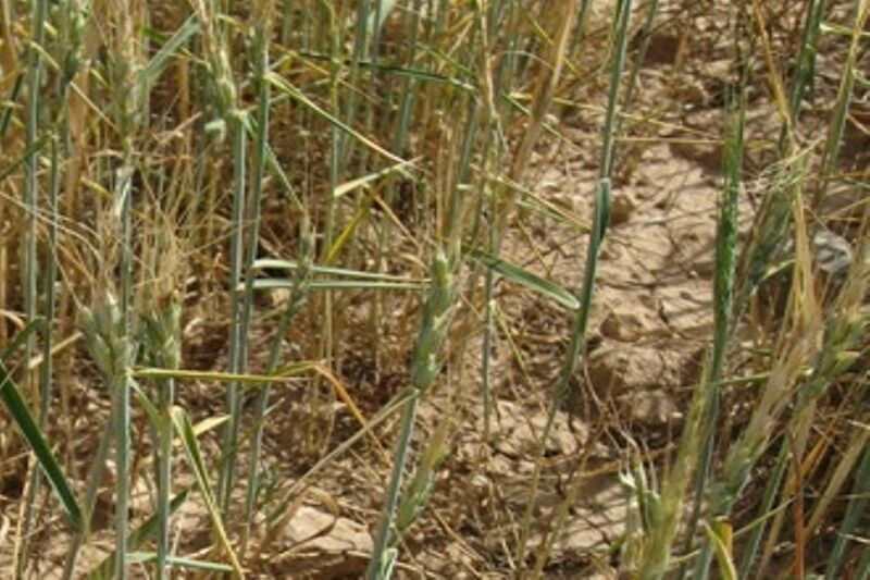 خشکسالی، بیش از ۴ هزار تن محصول زراعی باشت را غیرقابل برداشت کرد