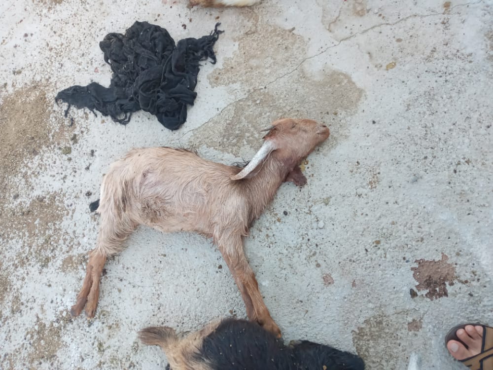 حمله یک حیوان وحشی به گله ای در شهرستان بهمئی/نزدیک به ۶۰ راس تلف و زخمی شدند