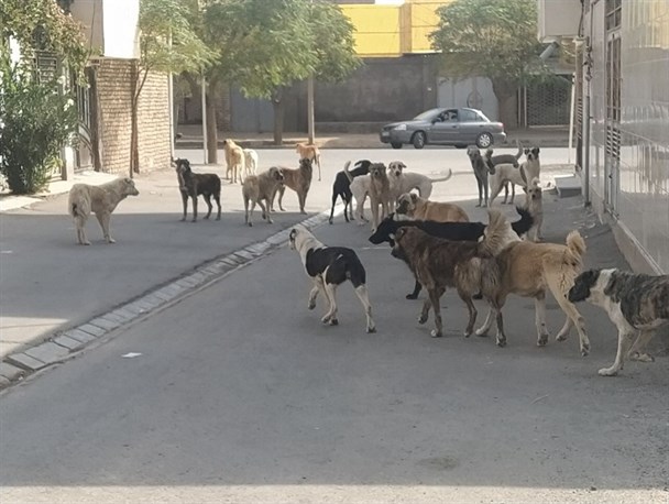جولان سگ‌های ولگرد در شهرهای خوزستان از جمله رامهرمز/ حمله به روان و سلامت جامعه